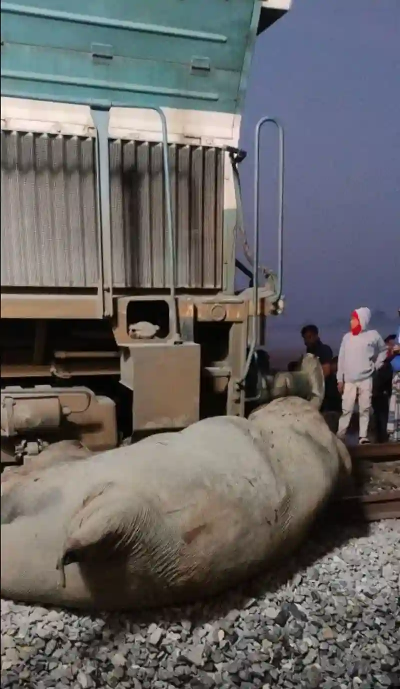 The collision occurred in the Jamunamukh–Kampur section, a known zone for wildlife movement.