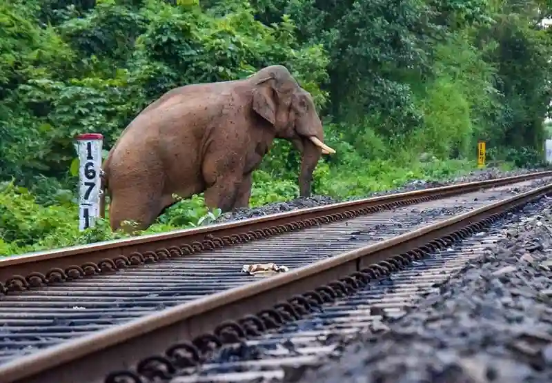 ?? **Heartbreaking:** Seven elephants lost their lives in the impact.