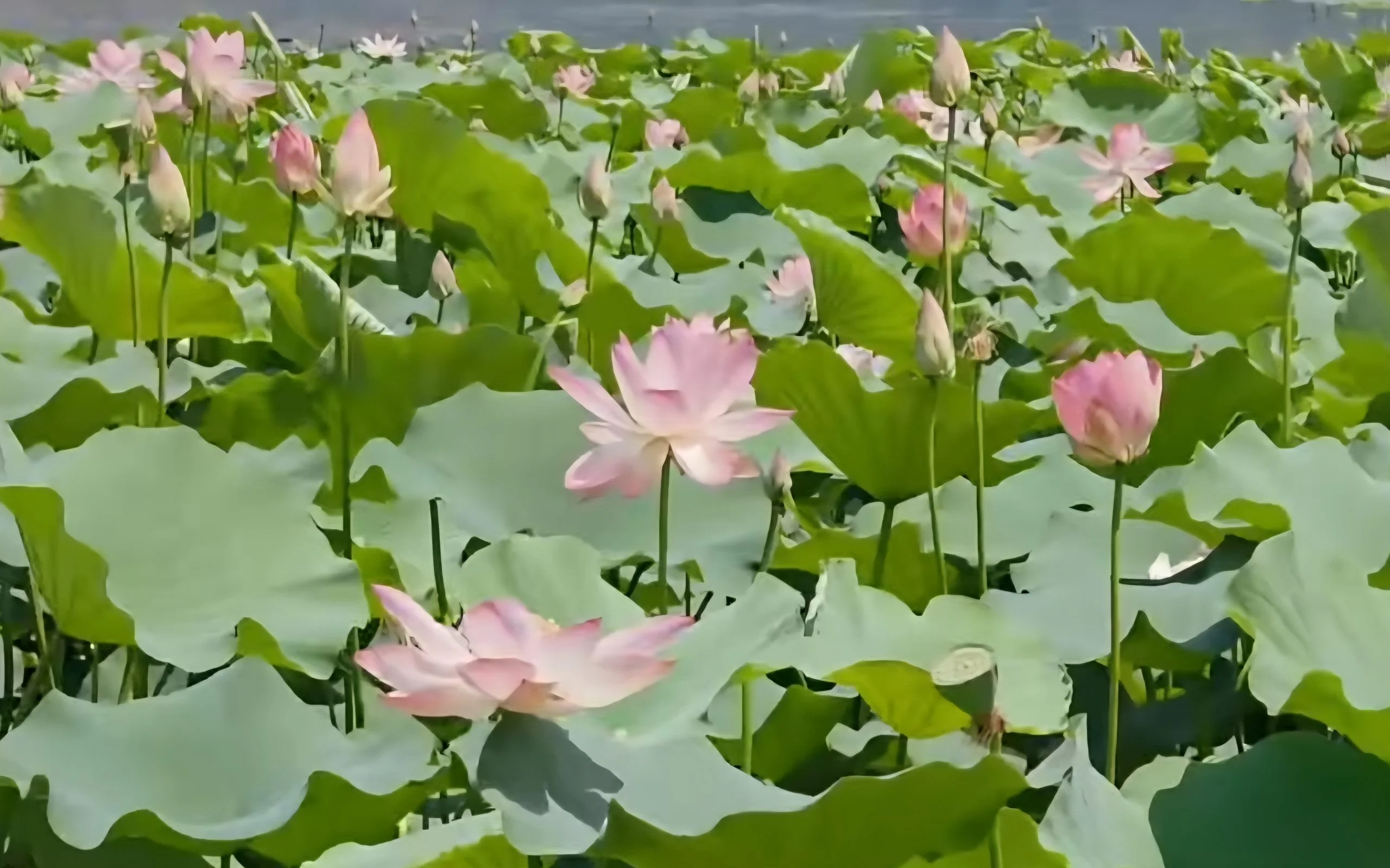 Wular Lake Lotus Revival Detail