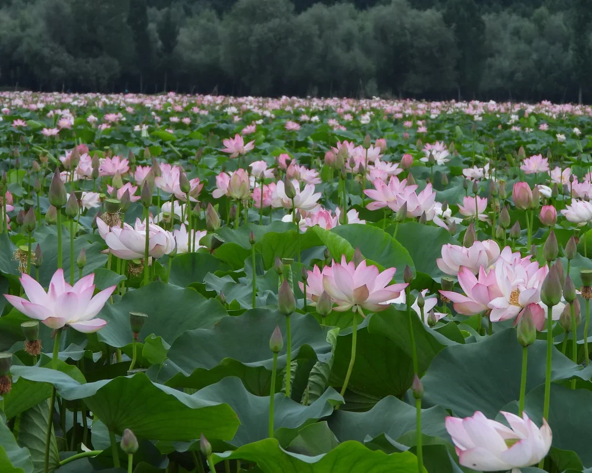 Wular Lake Lotus Revival Detail