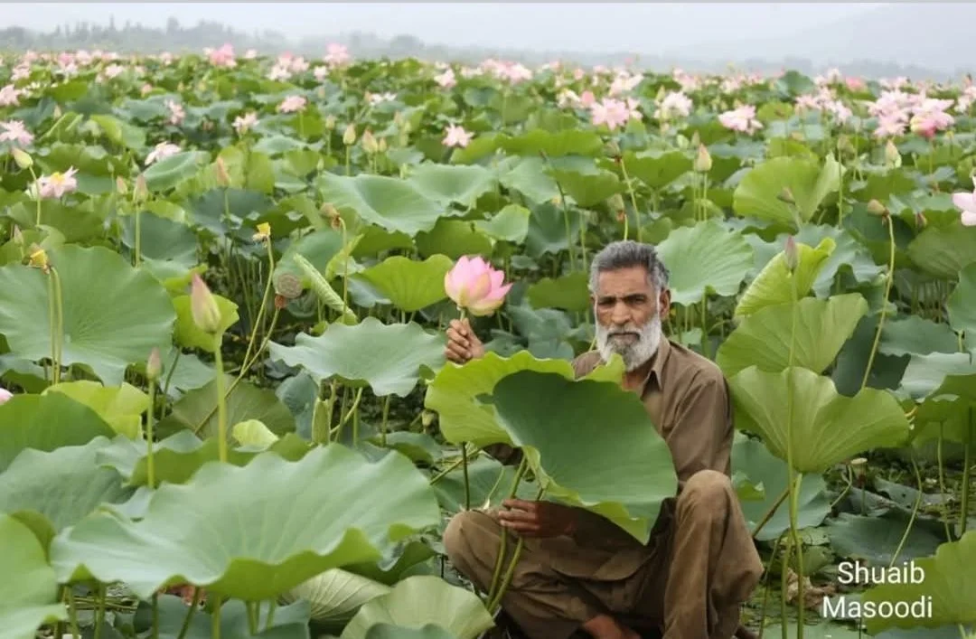 Wular Lake Lotus Revival Detail