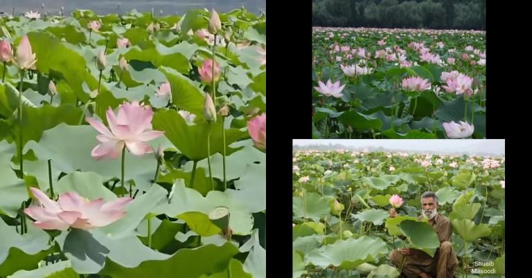 When Wular Lake Bloomed Again: Kashmir’s Pink Lotus Comeback