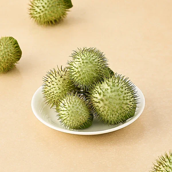 Datura Fruit on Branch