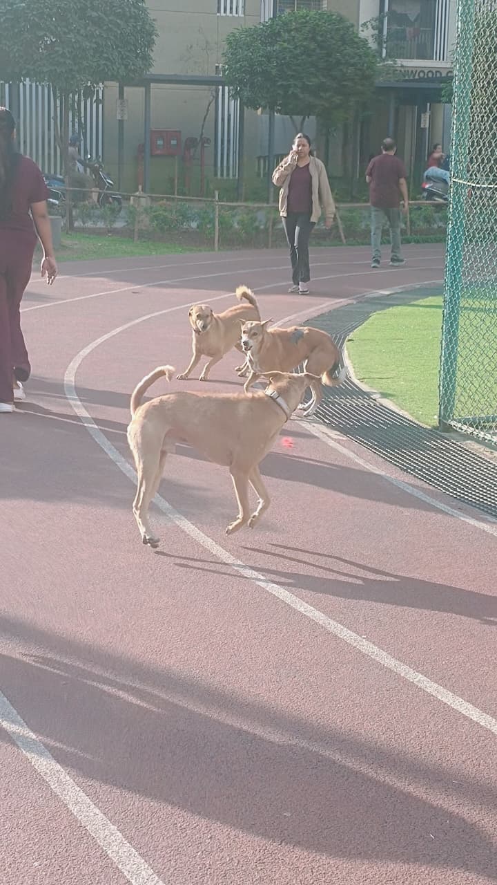 Stray dogs in Lodha Amara