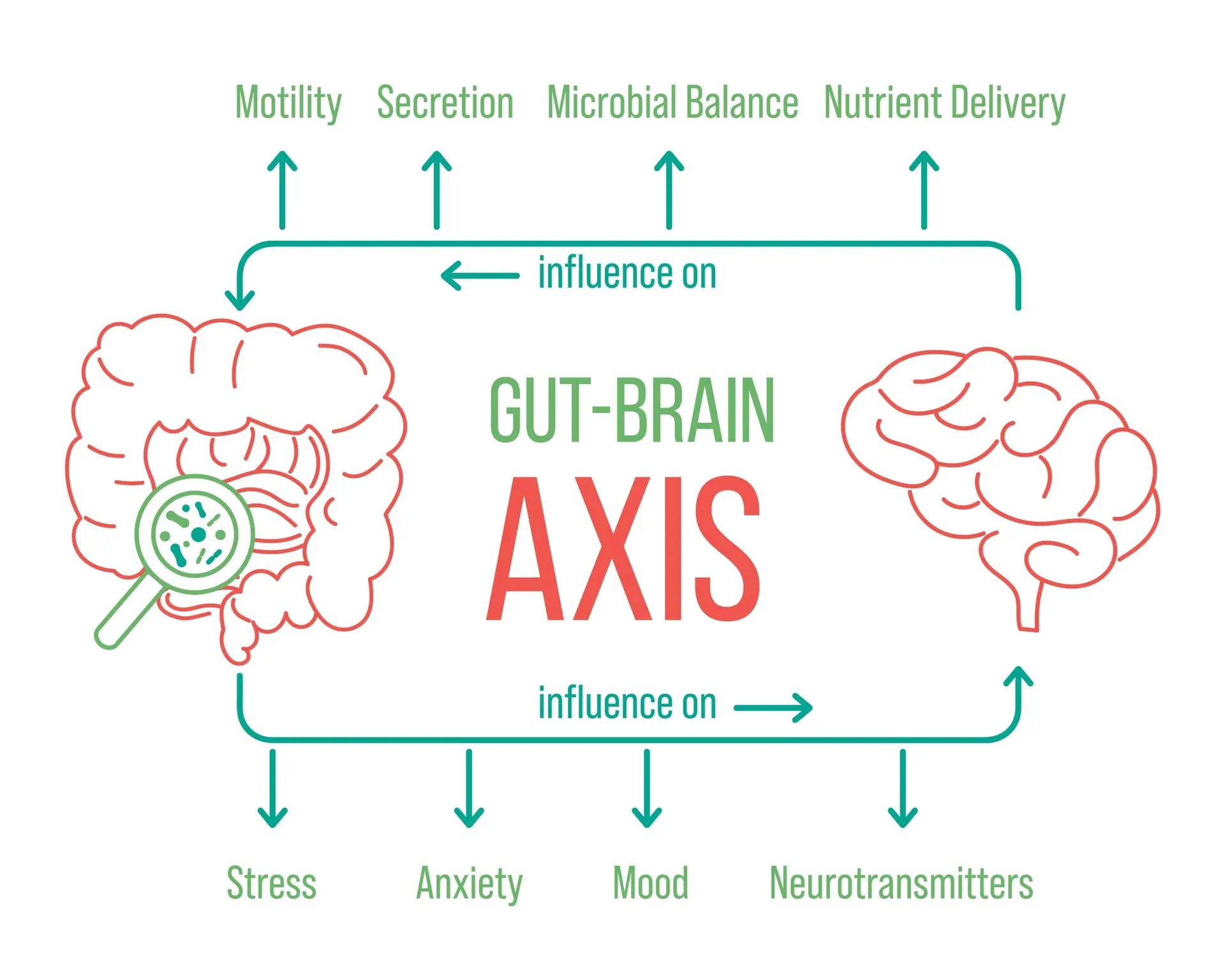 Gut-Brain Axis Explanation