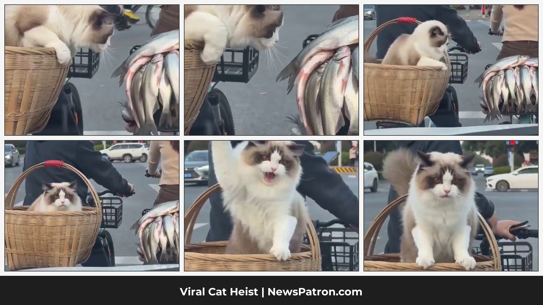 Cat tries to grab fish from bike