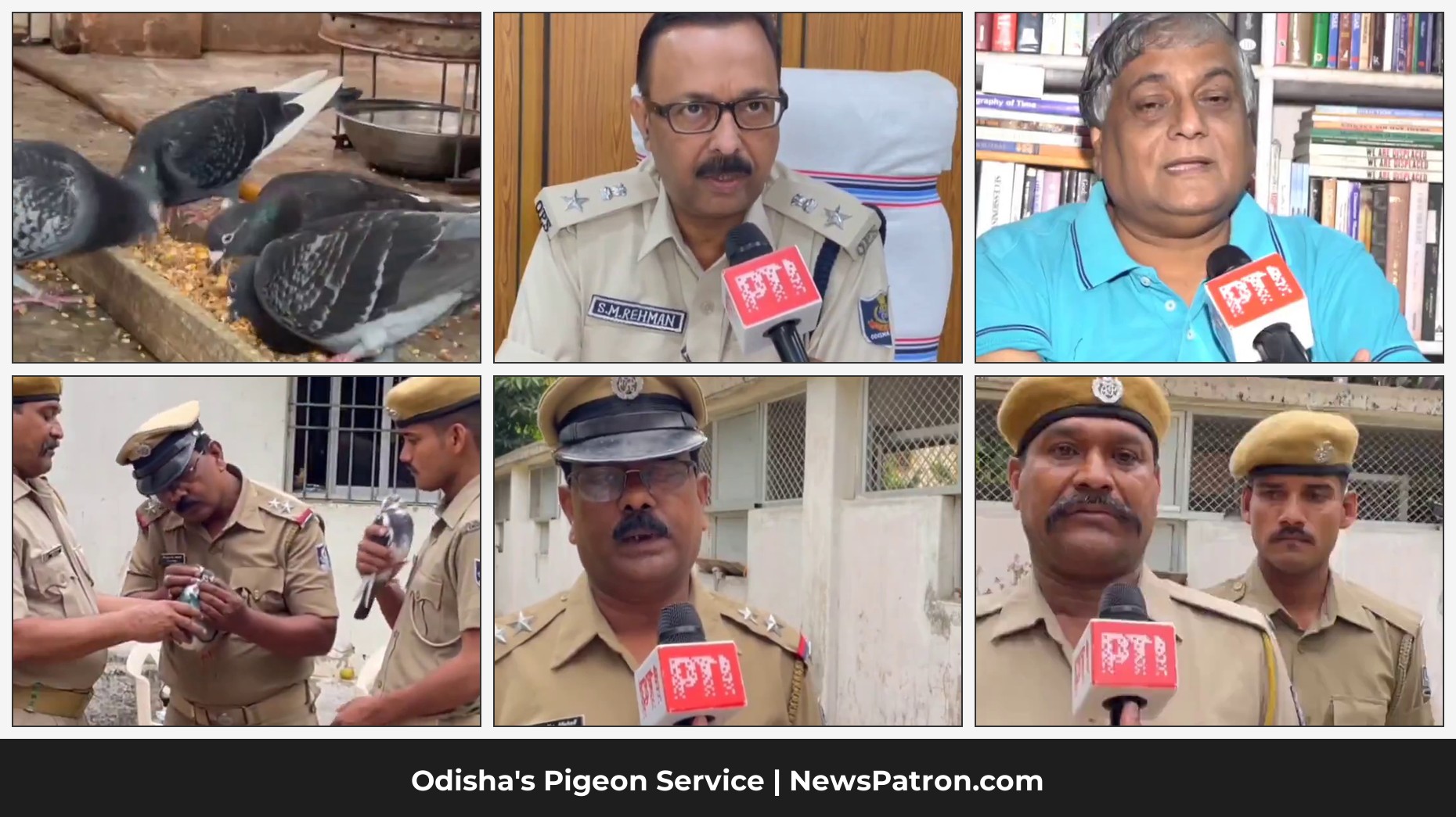 Odisha Police Belgian Homer Pigeons Cuttack