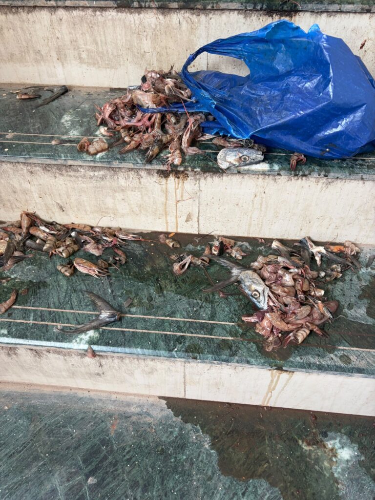 Fish and crustacean remains on a tiled staircase landing beneath a blue plastic sheet, in a resident-supplied photograph.