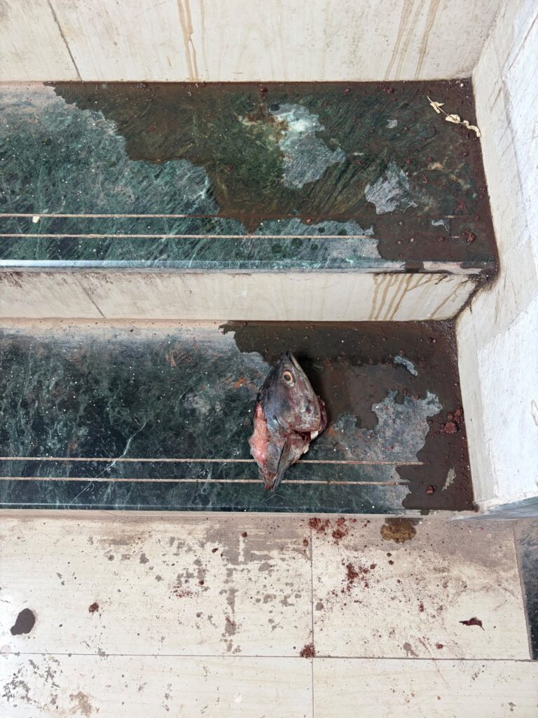A fish remains on a tiled stair landing with dark liquid and stains around it, in a resident-supplied photograph.